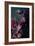 Dark Orchid IV-Elizabeth Urquhart-Framed Photo