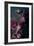 Dark Orchid IV-Elizabeth Urquhart-Framed Photo