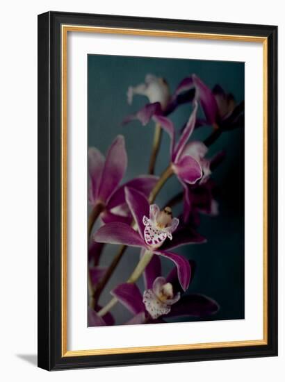 Dark Orchid IV-Elizabeth Urquhart-Framed Photo