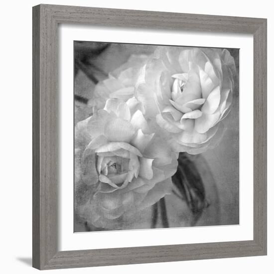 Dark Ranunculus I-Judy Stalus-Framed Photographic Print