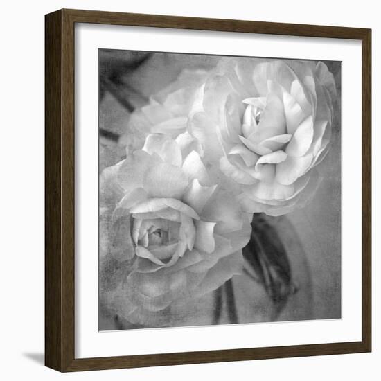 Dark Ranunculus I-Judy Stalus-Framed Photographic Print