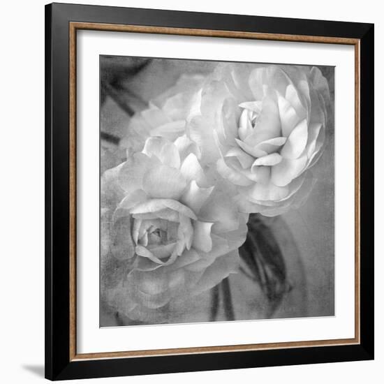 Dark Ranunculus I-Judy Stalus-Framed Photographic Print