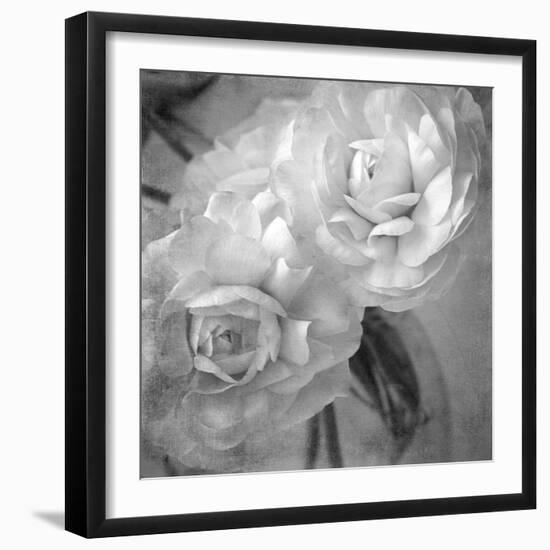 Dark Ranunculus I-Judy Stalus-Framed Photographic Print