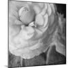 Dark Ranunculus II-Judy Stalus-Mounted Photographic Print