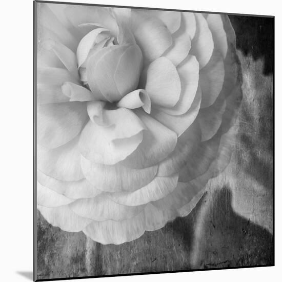 Dark Ranunculus II-Judy Stalus-Mounted Photographic Print