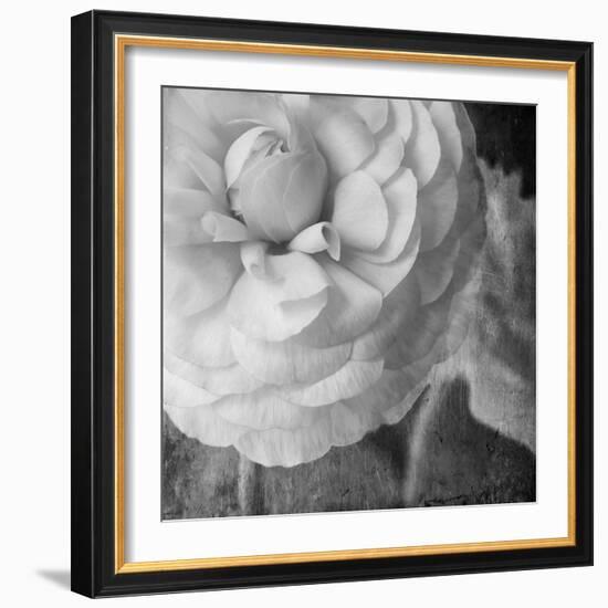 Dark Ranunculus II-Judy Stalus-Framed Photographic Print