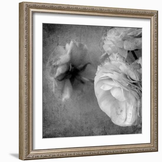 Dark Ranunculus III-Judy Stalus-Framed Photographic Print