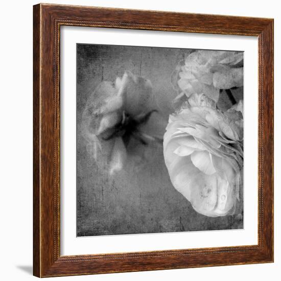 Dark Ranunculus III-Judy Stalus-Framed Photographic Print