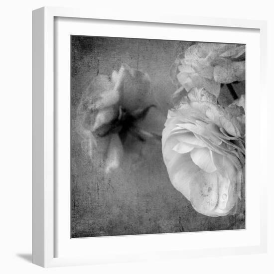 Dark Ranunculus III-Judy Stalus-Framed Photographic Print