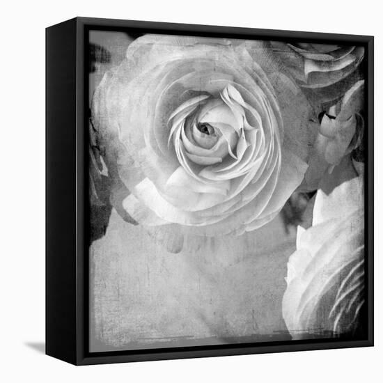 Dark Ranunculus IV-Judy Stalus-Framed Premier Image Canvas