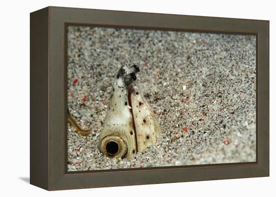 Dark-Shouldered Snake Eel Head in the Sandy Ocean Floor-Reinhard Dirscherl-Framed Premier Image Canvas