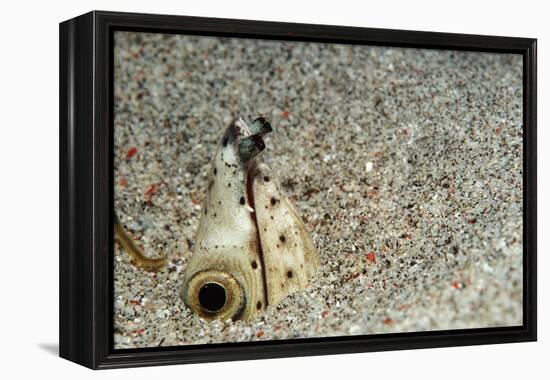 Dark-Shouldered Snake Eel Head in the Sandy Ocean Floor-Reinhard Dirscherl-Framed Premier Image Canvas