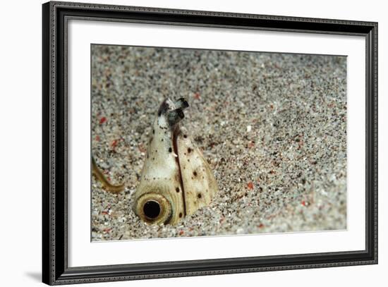 Dark-Shouldered Snake Eel Head in the Sandy Ocean Floor-Reinhard Dirscherl-Framed Photographic Print