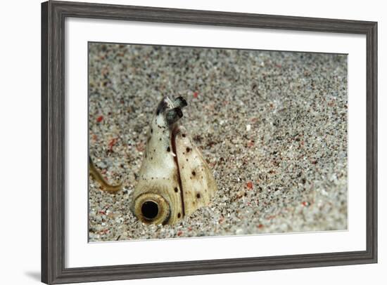 Dark-Shouldered Snake Eel Head in the Sandy Ocean Floor-Reinhard Dirscherl-Framed Photographic Print