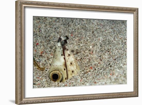 Dark-Shouldered Snake Eel Head in the Sandy Ocean Floor-Reinhard Dirscherl-Framed Photographic Print