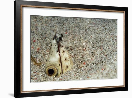 Dark-Shouldered Snake Eel Head in the Sandy Ocean Floor-Reinhard Dirscherl-Framed Photographic Print