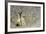 Dark-Shouldered Snake Eel Head in the Sandy Ocean Floor-Reinhard Dirscherl-Framed Photographic Print