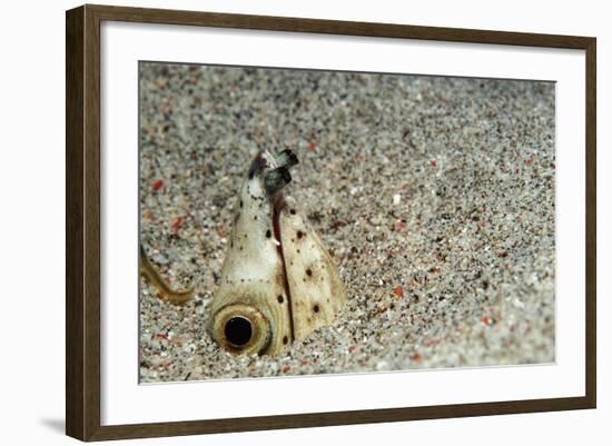 Dark-Shouldered Snake Eel Head in the Sandy Ocean Floor-Reinhard Dirscherl-Framed Photographic Print