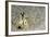 Dark-Shouldered Snake Eel Head in the Sandy Ocean Floor-Reinhard Dirscherl-Framed Photographic Print