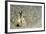 Dark-Shouldered Snake Eel Head in the Sandy Ocean Floor-Reinhard Dirscherl-Framed Photographic Print