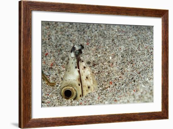 Dark-Shouldered Snake Eel Head in the Sandy Ocean Floor-Reinhard Dirscherl-Framed Photographic Print