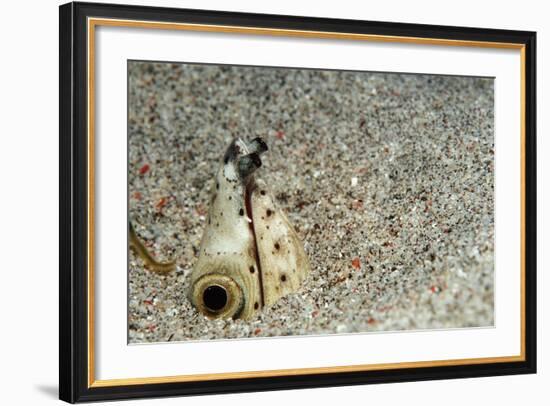 Dark-Shouldered Snake Eel Head in the Sandy Ocean Floor-Reinhard Dirscherl-Framed Photographic Print