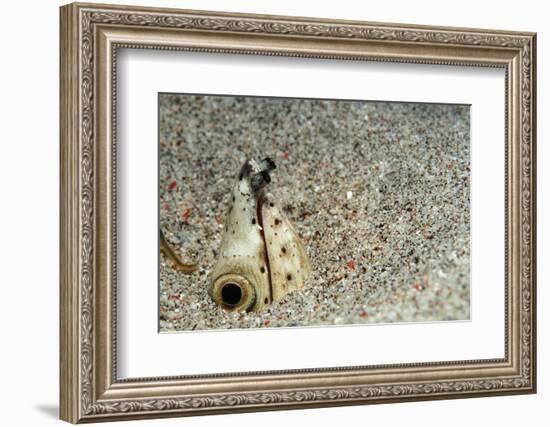 Dark-Shouldered Snake Eel Head in the Sandy Ocean Floor-Reinhard Dirscherl-Framed Photographic Print