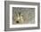 Dark-Shouldered Snake Eel Head in the Sandy Ocean Floor-Reinhard Dirscherl-Framed Photographic Print