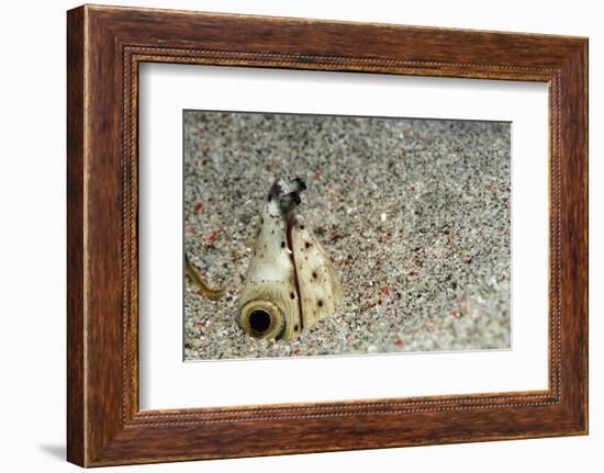 Dark-Shouldered Snake Eel Head in the Sandy Ocean Floor-Reinhard Dirscherl-Framed Photographic Print