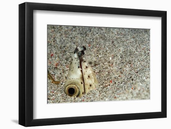 Dark-Shouldered Snake Eel Head in the Sandy Ocean Floor-Reinhard Dirscherl-Framed Photographic Print