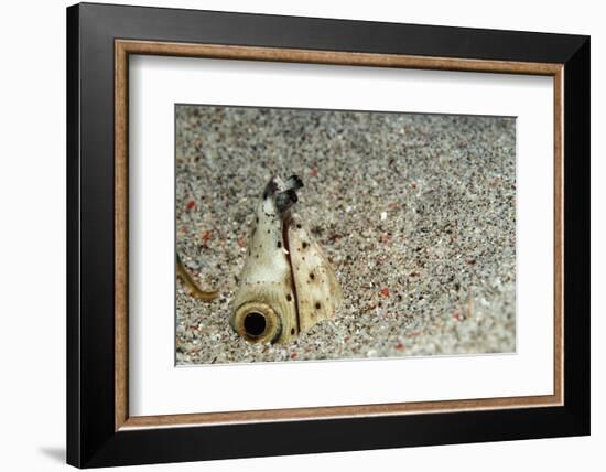 Dark-Shouldered Snake Eel Head in the Sandy Ocean Floor-Reinhard Dirscherl-Framed Photographic Print