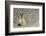 Dark-Shouldered Snake Eel Head in the Sandy Ocean Floor-Reinhard Dirscherl-Framed Photographic Print