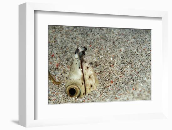 Dark-Shouldered Snake Eel Head in the Sandy Ocean Floor-Reinhard Dirscherl-Framed Photographic Print