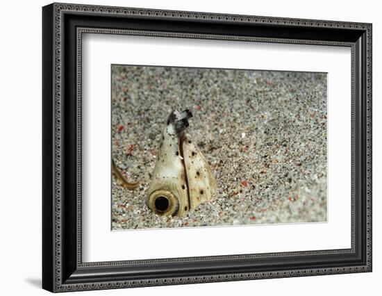 Dark-Shouldered Snake Eel Head in the Sandy Ocean Floor-Reinhard Dirscherl-Framed Photographic Print