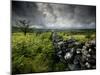 Dark Storm Clouds Above Stone Wall Near Combestone Tor, Devon, Dartmoor Np, UK-Ross Hoddinott-Mounted Photographic Print