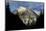 Dark Wood Skylineand Evening Mood in the Karwendel Mountain Range, Tyrol-Rolf Roeckl-Mounted Photographic Print