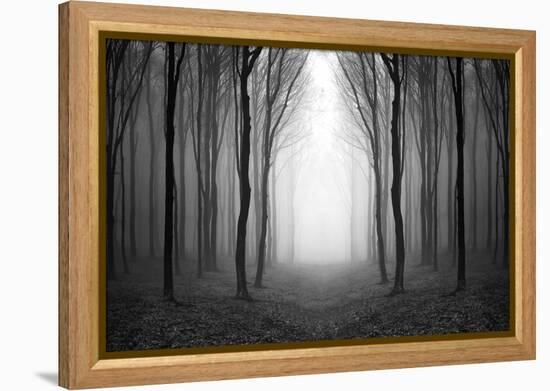 Dark Woods-PhotoINC-Framed Premier Image Canvas