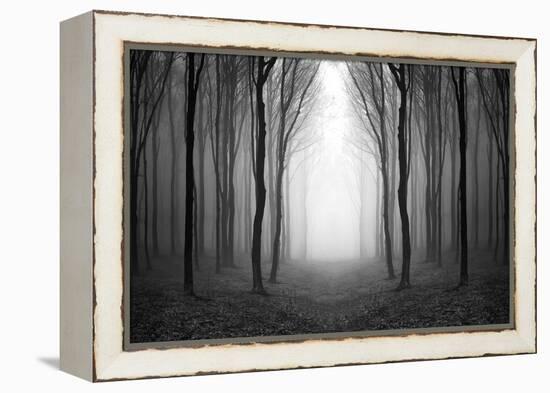 Dark Woods-PhotoINC-Framed Premier Image Canvas