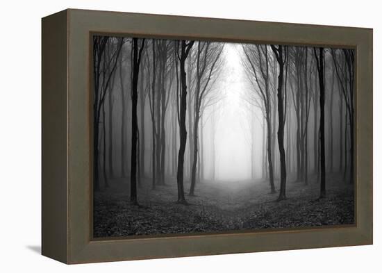 Dark Woods-PhotoINC-Framed Premier Image Canvas