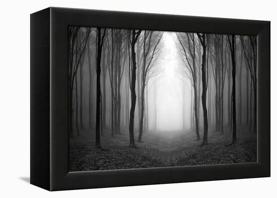 Dark Woods-PhotoINC-Framed Premier Image Canvas