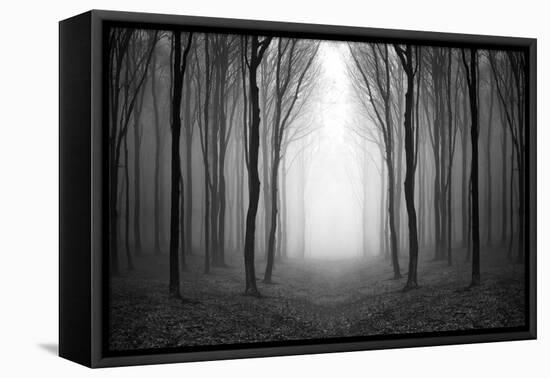 Dark Woods-PhotoINC-Framed Premier Image Canvas