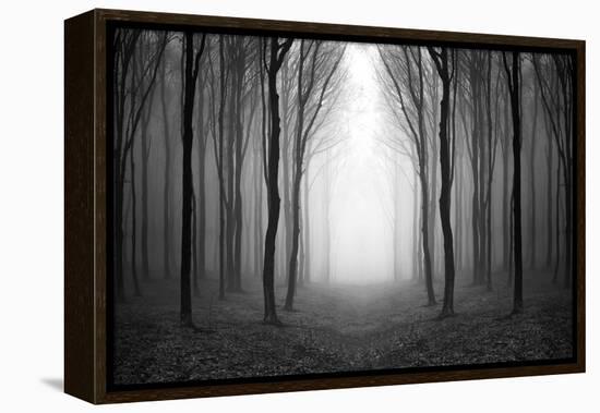 Dark Woods-PhotoINC-Framed Premier Image Canvas