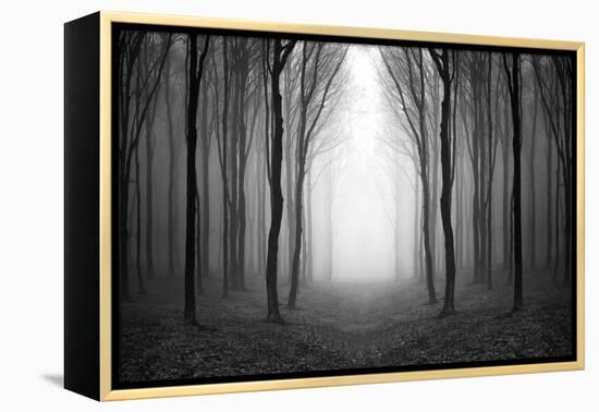 Dark Woods-PhotoINC-Framed Premier Image Canvas