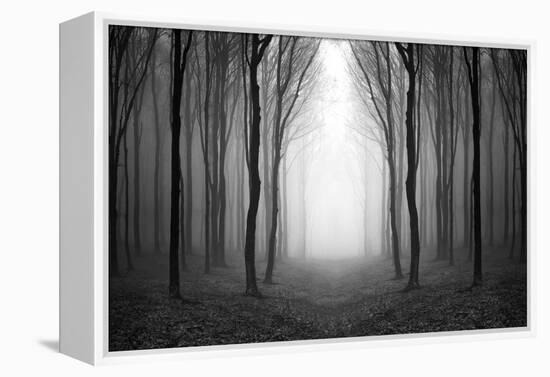 Dark Woods-PhotoINC-Framed Premier Image Canvas