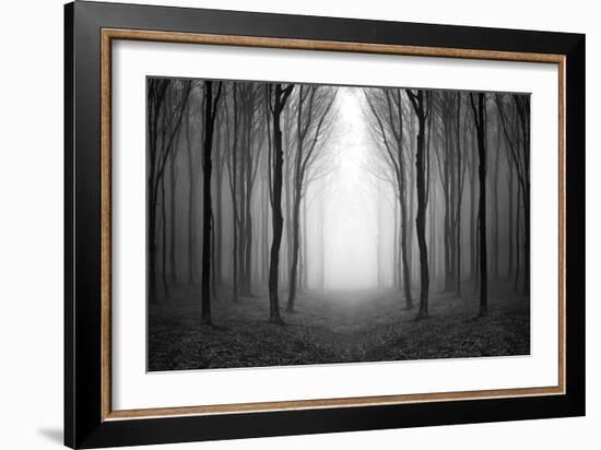 Dark Woods-PhotoINC-Framed Premium Photographic Print