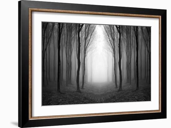 Dark Woods-PhotoINC-Framed Photographic Print