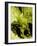 Dark Yellow Abstract Watercolor-Hallie Clausen-Framed Art Print