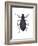 Darkling Beetle (Alobates Pennsylvanica), Insects-Encyclopaedia Britannica-Framed Art Print