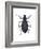 Darkling Beetle (Alobates Pennsylvanica), Insects-Encyclopaedia Britannica-Framed Art Print