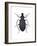 Darkling Beetle (Alobates Pennsylvanica), Insects-Encyclopaedia Britannica-Framed Art Print